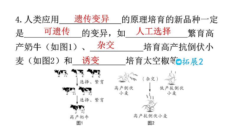 人教版八年级生物下册第七单元第二章第五节生物的变异教学课件第8页