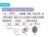 人教版八年级生物下册第八单元第一章第一节传染病及其预防教学课件