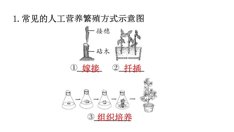 人教版八年级生物下册第七单元生物圈中生命的延续和发展课件第2页