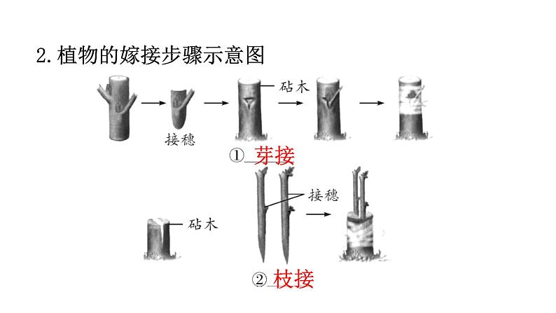 人教版八年级生物下册第七单元生物圈中生命的延续和发展课件第3页