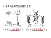 人教版八年级生物下册第七单元生物圈中生命的延续和发展课件