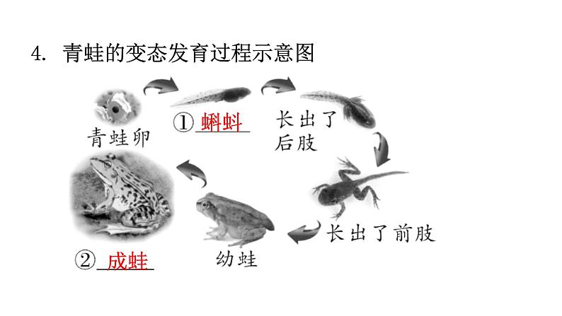 人教版八年级生物下册第七单元生物圈中生命的延续和发展课件第5页