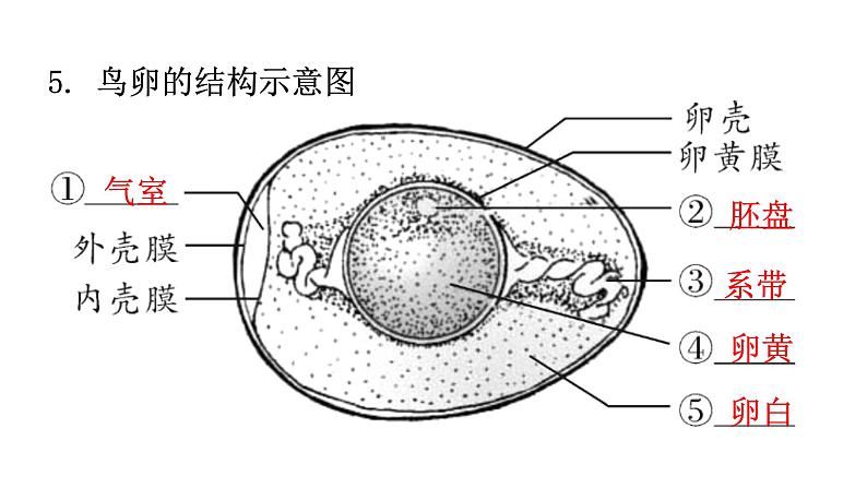 人教版八年级生物下册第七单元生物圈中生命的延续和发展课件第6页