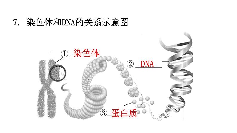 人教版八年级生物下册第七单元生物圈中生命的延续和发展课件第8页