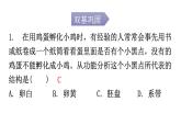 人教版八年级生物下册第七单元第一章第四节鸟的生殖和发育分层作业课件