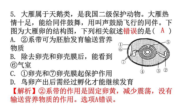 人教版八年级生物下册第七单元第一章第四节鸟的生殖和发育分层作业课件06