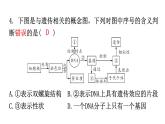 人教版八年级生物下册第七单元第二章第二节基因在亲子代间的传递分层作业课件