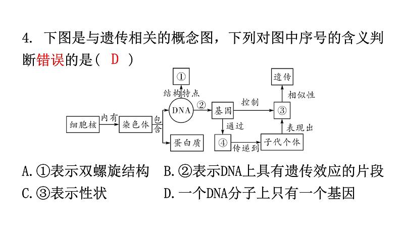 人教版八年级生物下册第七单元第二章第二节基因在亲子代间的传递分层作业课件第5页