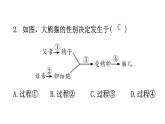 人教版八年级生物下册第七单元第二章第四节人的性别遗传分层作业课件