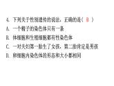 人教版八年级生物下册第七单元第二章第四节人的性别遗传分层作业课件