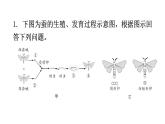 人教版八年级生物下册专项训练一读图理解题型课件