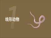 1.2線形動(dòng)物和環(huán)節(jié)動(dòng)物課件PPT