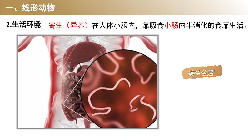 1.2线形动物和环节动物课件PPT第6页