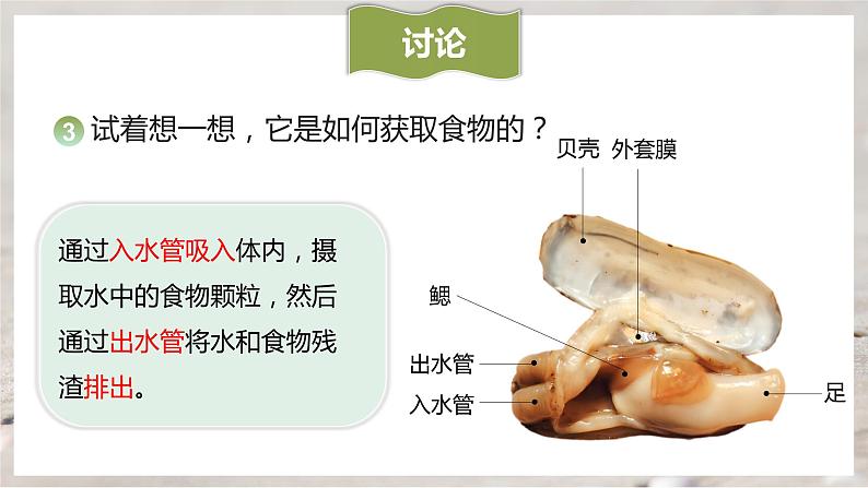 1.3软体动物和节肢动物课件PPT08