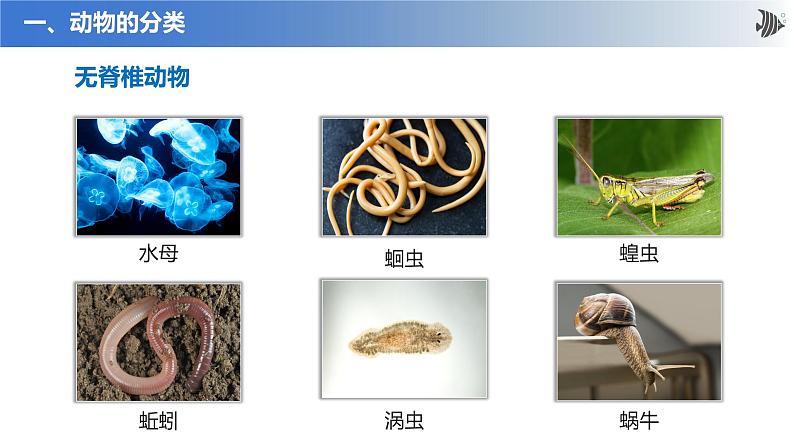 新人教版（新课标）生物八上：1.4 鱼课件PPT06