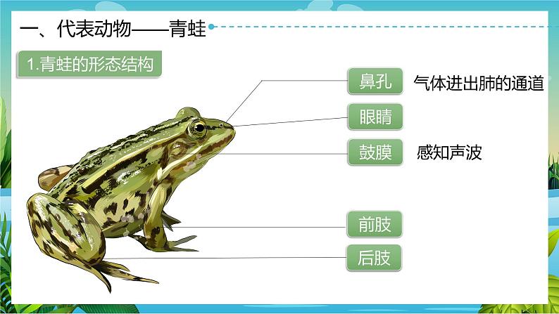 1.5两栖动物和爬行动物课件PPT05