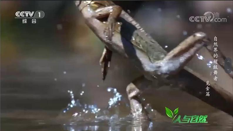 2.1动物的运动课件PPT02