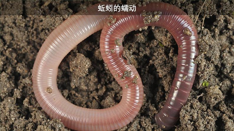 2.1动物的运动课件PPT03