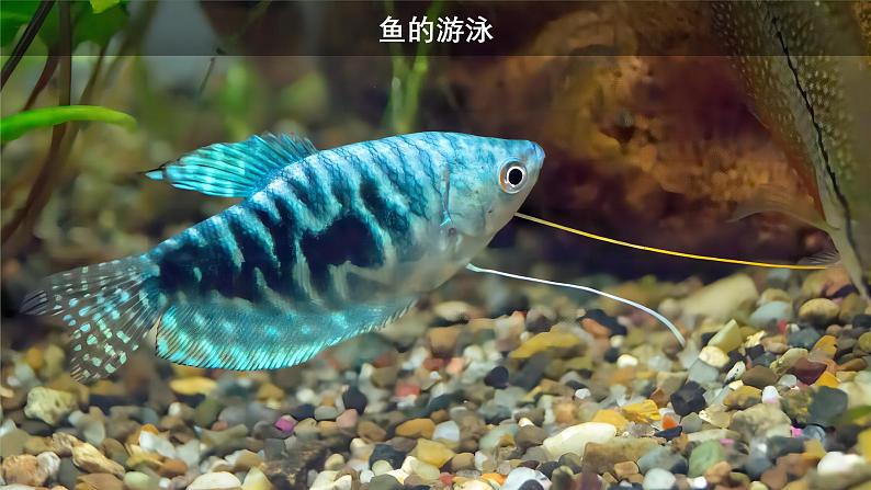 2.1动物的运动课件PPT04