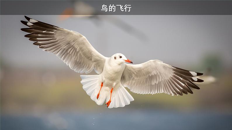 2.1动物的运动课件PPT05