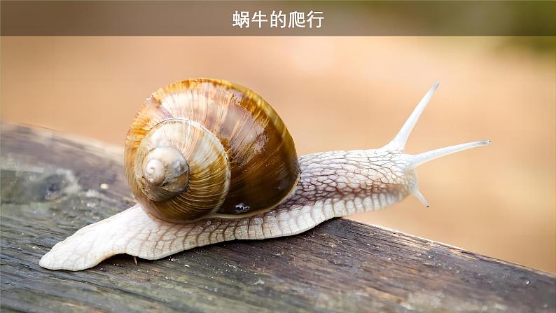 2.1动物的运动课件PPT06