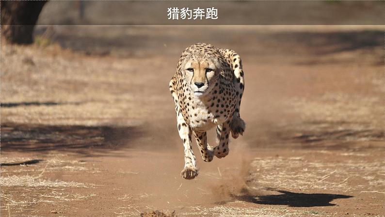 2.1动物的运动课件PPT07