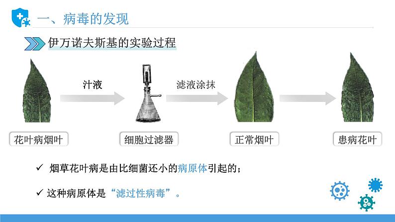 新人教版（新课标）生物八上：5病毒课件PPT06