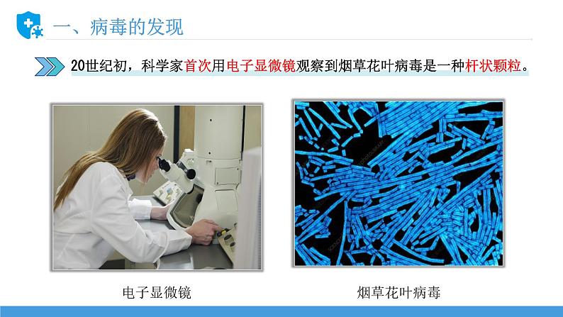 新人教版（新课标）生物八上：5病毒课件PPT08