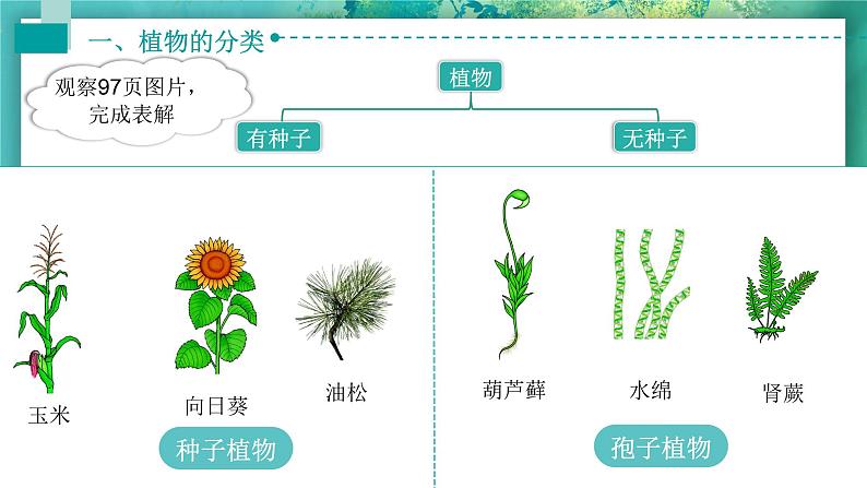 6.1.1尝试对生物进行分类课件PPT07