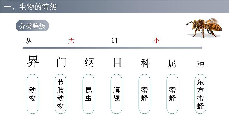 6.1.2从种到界课件PPT第4页