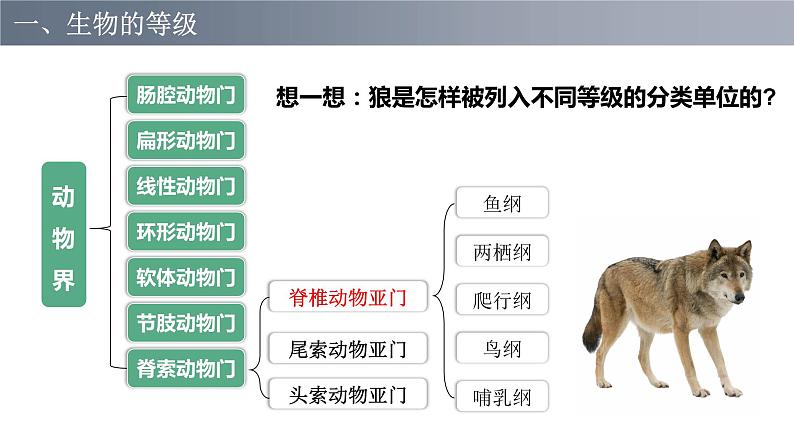 6.1.2从种到界课件PPT第5页