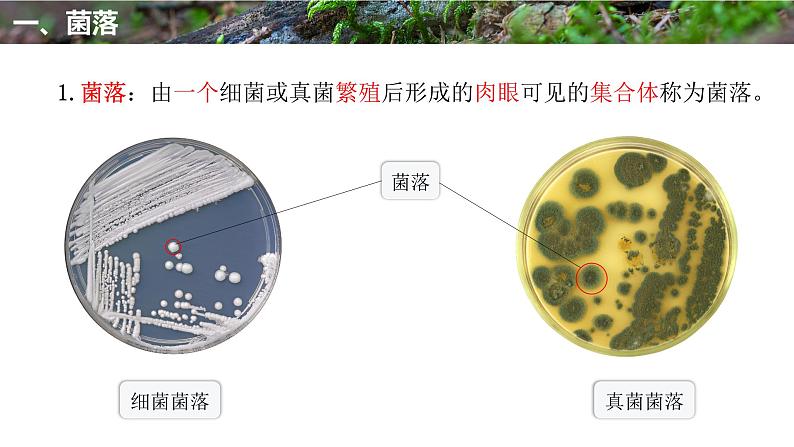 4.1细菌和真菌的分布课件PPT第5页