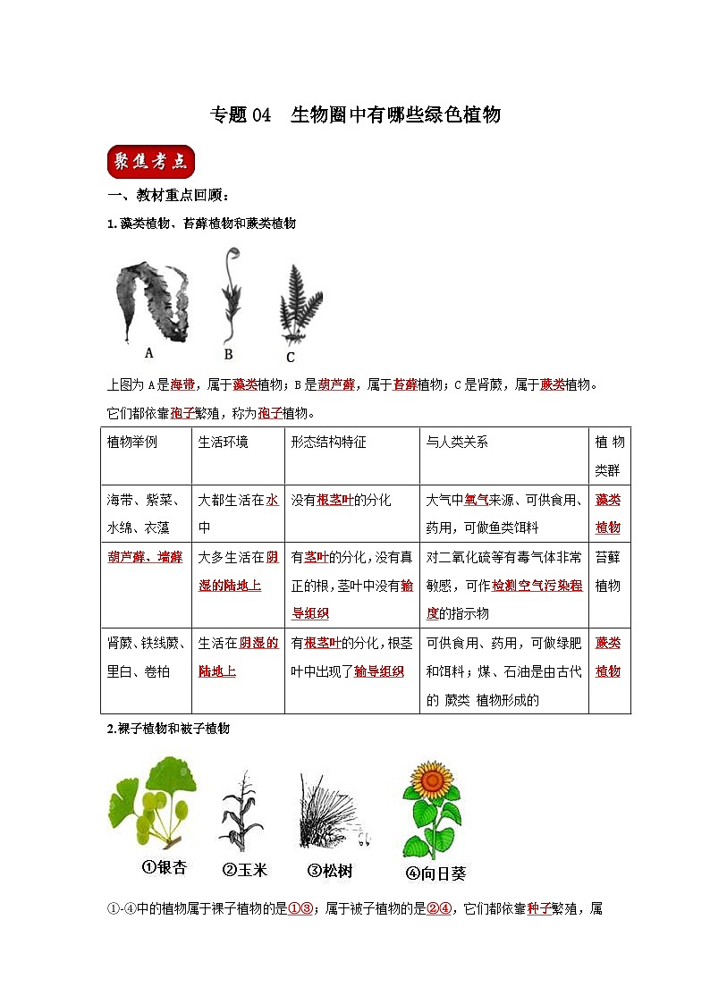 中考生物一轮复习考点梳理与过关练习专题04 生物圈中有哪些绿色植物（含解析）01
