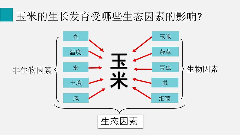 1.2.1生物与环境的关系课件第7页