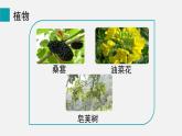 1.1.2調(diào)查周邊環(huán)境中的生物課件