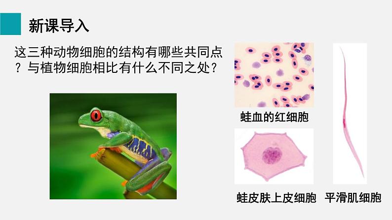 2.1.3动物细胞课件02