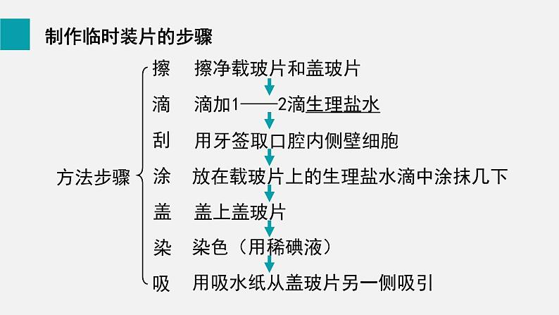 2.1.3动物细胞课件04