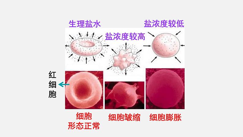 2.1.3动物细胞课件08