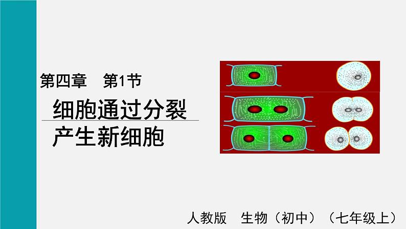 2.2.1细胞通过分裂产生新细胞课件01