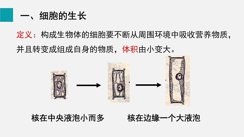 2.2.1细胞通过分裂产生新细胞课件02