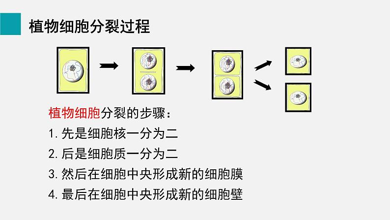 2.2.1细胞通过分裂产生新细胞课件06