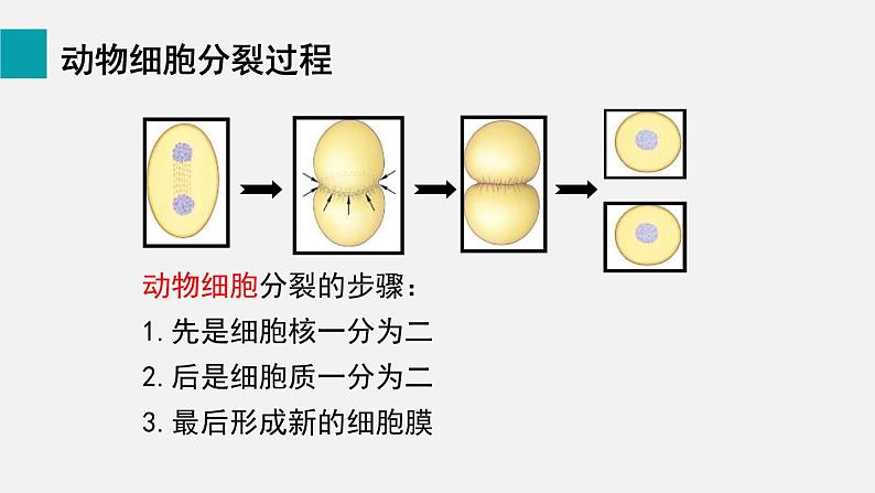 2.2.1细胞通过分裂产生新细胞课件07