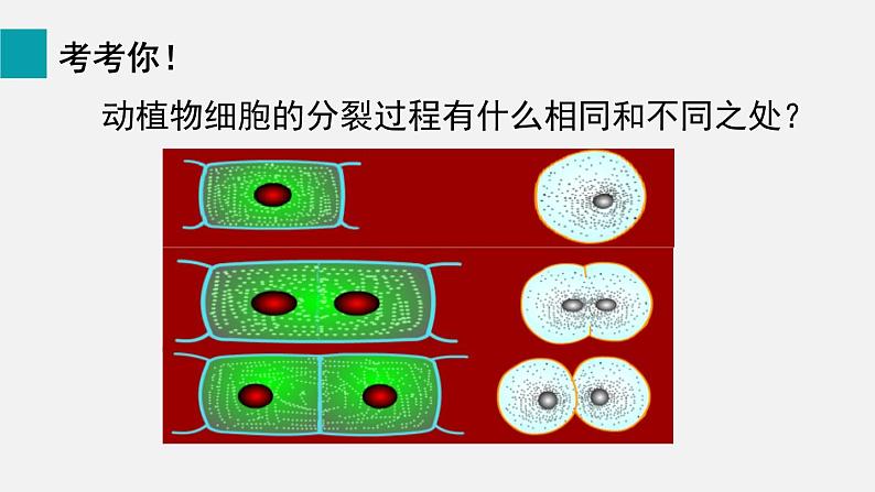 2.2.1细胞通过分裂产生新细胞课件08