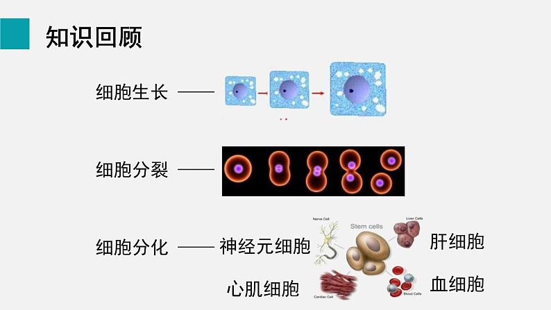 2.2.2动物体的结构层次课件第2页