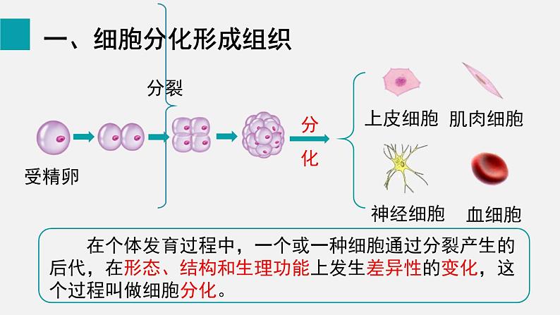 2.2.2动物体的结构层次课件第3页