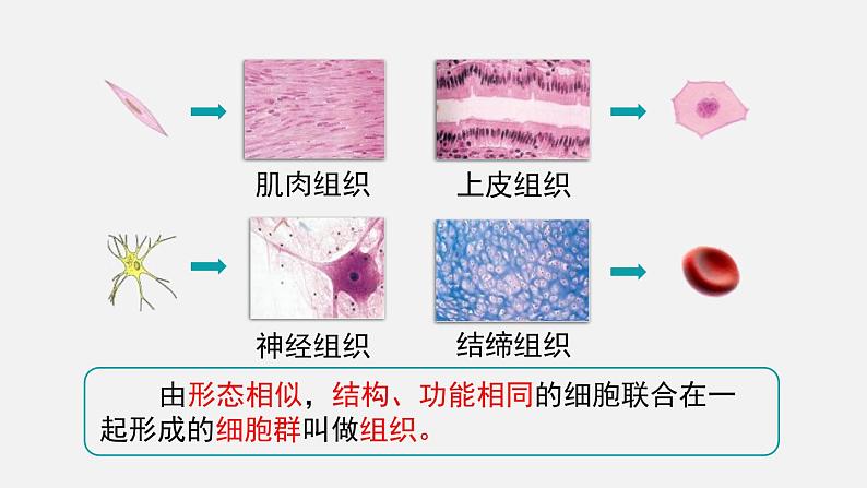 2.2.2动物体的结构层次课件第4页