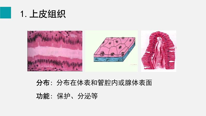 2.2.2动物体的结构层次课件第5页