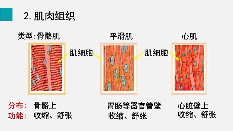 2.2.2动物体的结构层次课件第6页