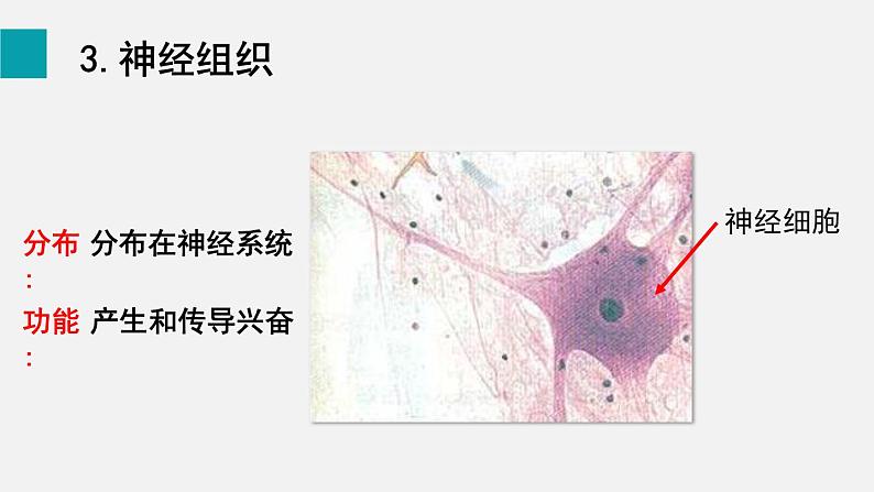 2.2.2动物体的结构层次课件第7页