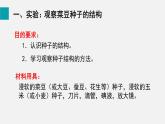 5.2種子植物課件